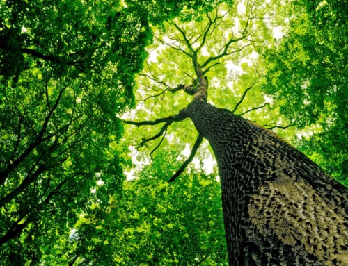 Biodiversidad y Conservación de la Naturaleza